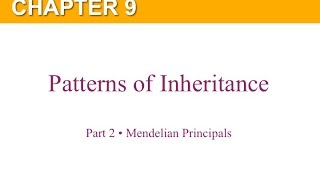 Chapter 9 Part 2 Mendelian Principles [upl. by Snook]