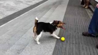 Clever dog plays fetch with himself [upl. by Jorie]