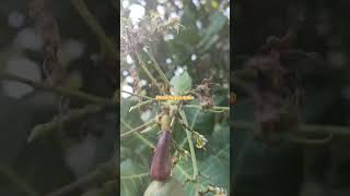 Jambu Mete Anacardium occidentale onlineclasses studyvlog jambumete viralvideo [upl. by Hagep]