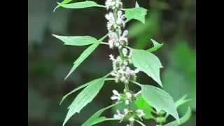 DIY Herbs Motherwort [upl. by Maxi]