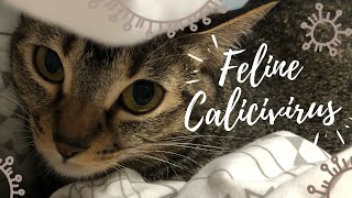 Treat a Cat with a Calicivirus [upl. by Yorgo]