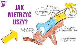 Jak Wietrzyć Uszy czyli Jak Działa Trąbka Słuchowa [upl. by Schoenfelder62]