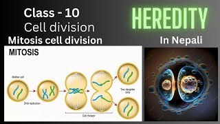 Heredity Class  10 Mitosis Cell Divisions  In Nepali  Science and Technology [upl. by Anaujd]