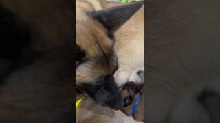 Belgian Malinois puppies [upl. by Areema98]