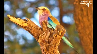 Stunning Lilac Breasted Roller [upl. by Ainesey]