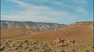 GUANACOS I Conocer para Conservar Relevamos la población de guanacos en Neuquén [upl. by Ylurt]