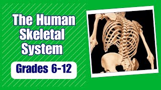 The Skeletal System Learn the critical functions of the human skeletal system  Kids Science Lesson [upl. by Amluz]