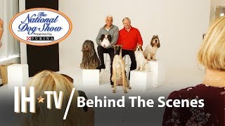 The National Dog Show 2018  Behind The Scenes HD [upl. by Yeca]