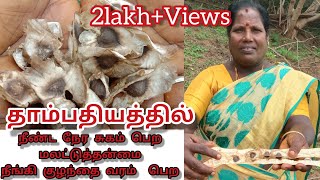 நீண்ட நேர தாம்பத்ய உறவில் ஈடுபட யானை பலம் தரும் அற்புத மூலிகை விதை [upl. by Seugram]