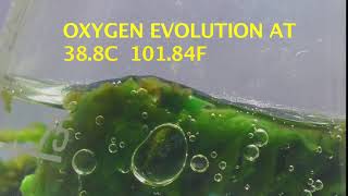 Thermophilic Cyanobacteria Photosynthesising at 101F [upl. by Ahsaenat]