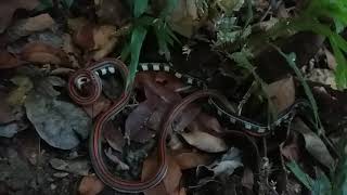 Courtship or Cannibalize  Banded Coral Snake Calliophis intestinalis [upl. by Kathryne]