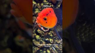 Goldfish Aquarium  Oranda Goldfish  Goldfish Varieties  Blessings Aquarium goldfish [upl. by Seuqram]