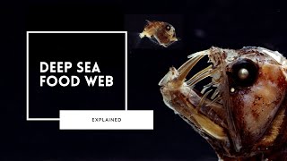 Exploring the Deep Sea Food Web [upl. by Lillian]