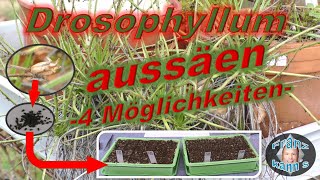 Experiment  4 verschiedene Aussaatmöglichkeiten von Drosophyllum  Teil 1 [upl. by Aleahc860]