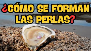 ¿Cómo se forman las Perlas ¿Cuánto tiempo tardan en formarse [upl. by Paradies]