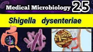 Shigella dysenteriae Shigellosis Food poisoning شرح بالعربي [upl. by Autrey]