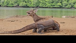 Wowww Komodo Dragon Prey on Deer Easily [upl. by Ducan]