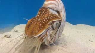 Chambered Nautilus Eating Krill [upl. by Yotal]