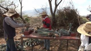 Campo Abierto  Establecimiento de una Plantación de Agave Tequilana Weber Variedad Azul [upl. by Risan]