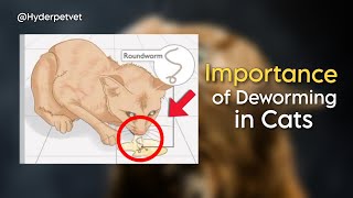 Cat deworming  How to deworm Cats and kittens  Symptoms of Cat worms  Cat deworming is necessary [upl. by Vladi]