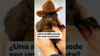 ¿Una ardilla puede ser una mascota [upl. by Corbin]