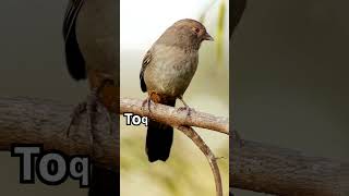 🐦Toquí Moteado animal aves naturalezayvida animales especies birds animalesdelmundoyt viral [upl. by Emor]