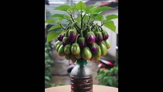 New way to grow brinjal plant  shorts farming [upl. by Durwin500]