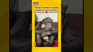 🥰Chimp Meets Puppy for the First Time animalfriends wholesome [upl. by Aivatal]