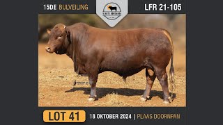 Lot 41  Vlakte Bonsmara Bulveiling  18 Okt 2024 [upl. by Gernhard479]