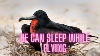 strange facts of frigate birds  The Magnificent Frigatebird  Frigatebird [upl. by Dione504]