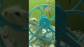 Roborovski hamster exercise shortvideo 5 [upl. by Aluor]