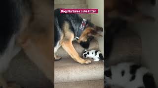 Standing ovation for Cute Dog🐕🐶 dog kittendoglovershorts funnyguymantv music [upl. by Rather696]