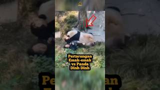 Panda menyerang penjaga kebun panda shortsviral [upl. by Macrae]