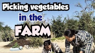 Weekend happening in the Farm  Kuwait Vlog [upl. by Sirmons]