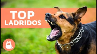 Los mejores VÍDEOS de PERROS LADRANDO 🐶🐾 ¡LADRIDOS de PERROS Enojados Felices y Graciosos [upl. by Garnette376]