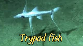 Knowledge about AMEZING Fish Trypod fish [upl. by Harmon]