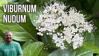 Possumhaw Viburnum  Viburnum nudum [upl. by Hancock]