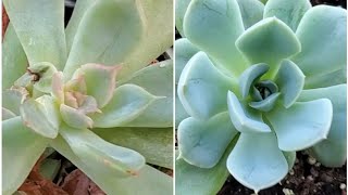 🪴Rescate y Recuperación de ECHEVERIA ELEGANS y Licorice parte 2 Recuperación de Echeveria Elegans 🏥 [upl. by Petulia125]