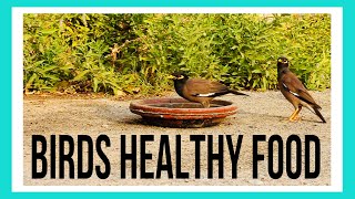 Birds healthy food [upl. by Smalley817]