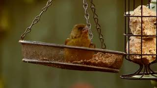 Greenfinch gets in with the food [upl. by Rosie453]