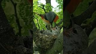 Orange Minivet Bird feeding one baby p2viral trending shorts short [upl. by Ainezey]