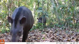 Tapir y su cría Tapirus terrestris [upl. by Iahs931]