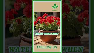 Red Geraniums Care plant garden houseplants gardening plantstation plantcare indoorplants [upl. by Akym]