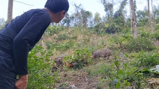 A big wild boar came to Roberts farm Survival Instinct Wilderness Alone ep129 [upl. by Ellimahs]