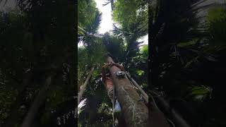 20years Agarwood tree inoculation agarwood nature అగార్ 8790291431 [upl. by Adnola]