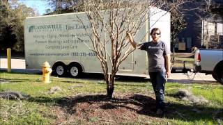 Gainesville Lawnscaping  How to Trim a Crape Myrtle  Landscaping and Lawn Care Service [upl. by Rma]