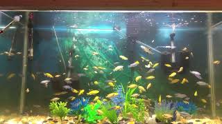 Feeding quotSea Monkeysquot to African Cichlids [upl. by Millburn728]