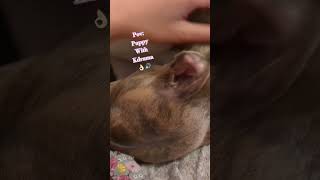 whippets cuteanimal puppy pettraining cutepetcutepuppy whippetpuppy whippetsofinstagram dog [upl. by Hillari142]