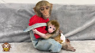 The process of YiYi finding and taking care of baby monkey [upl. by Breed]