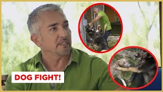 Breaking up a dog fight  Cesar 911 [upl. by Allez]